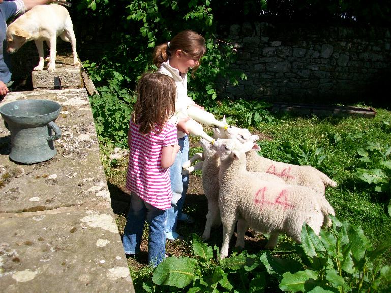feeding the pet lambs at Cornhills farm